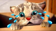 MY CUTE LITTLE KITTEN ADVENTURE OF A LITTLE CAT Best Learning cartoon for babies #cutecat
