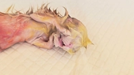 Cat gave birth to a second kitten Kitten died