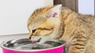 Two kittens are destroying the house. Third kitten is just meowing