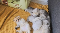 Mother cat Luna is like all mothers the main thing is to feed and wash the kittens