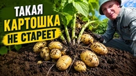 ВІЧНО МОЛОДА КАРТОПЛЯ: як зробити так, щоб картопля не старіла!
