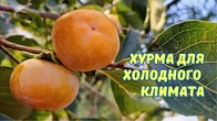 Получил долгожданные саженцы хурмы. Лучшие сорта.