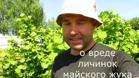 Это может быть с деревьями в этом году.