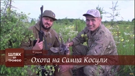 "Hunting a male roe deer"