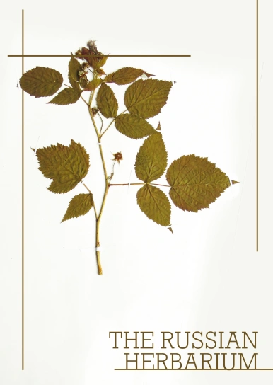 The Russian Herbarium