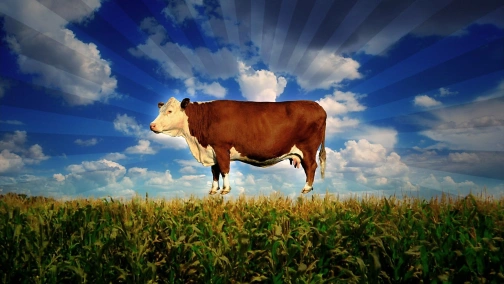 Корпорация «Еда»