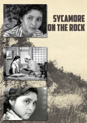 Sycamore on the Rock