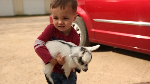 Сесар Миллан: Собачьи ужасы