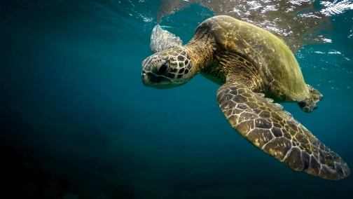 Всемирное природное наследие: Гаваи