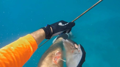 Акулы разбушевались!