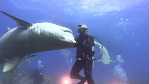 Акулы разбушевались!