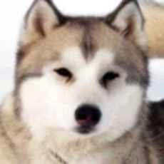 Koda