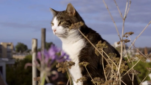 Город глазами кота UHD HDR