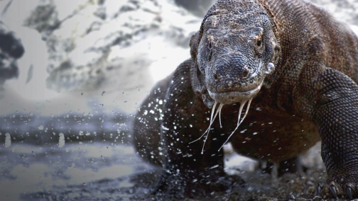 История жизни