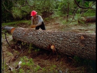 Мафии вопреки