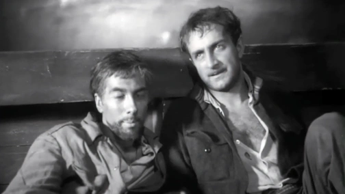 Черная чайка