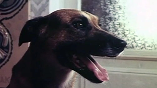 Bez obroży (w języku migowym)