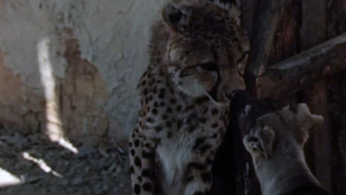 Гепард возвращается