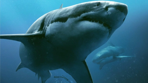 Синя безодня