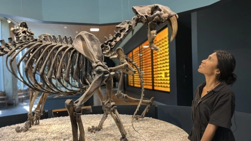 У пошуках загублених звірів