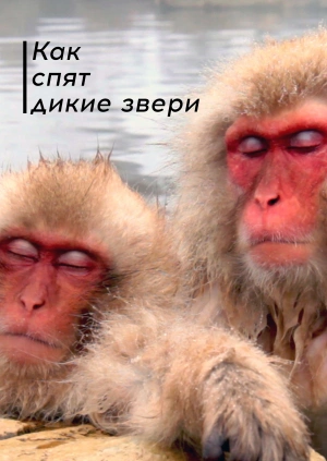 Как спят дикие звери