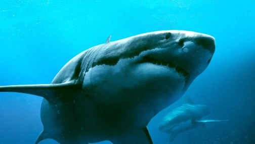 Синяя бездна