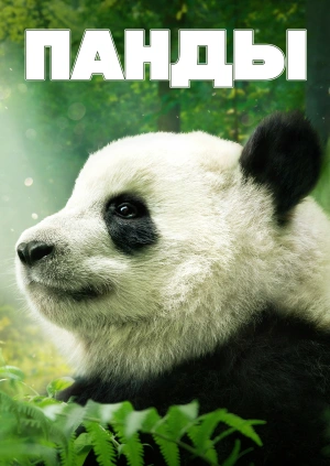 Панды