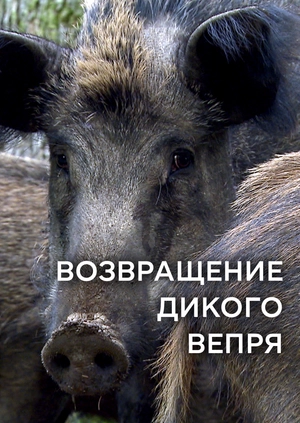 Возвращение дикого вепря