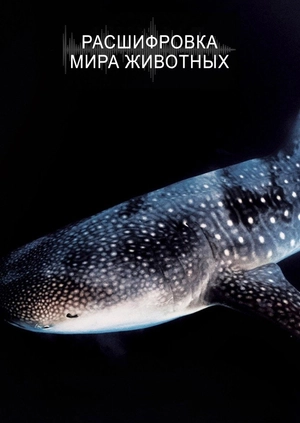 Расшифровка мира животных