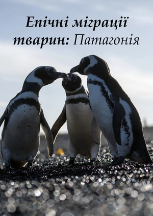 Епічні міграції тварин: Патагонія